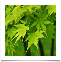 Dunham 1 Leaves - Chris Beesley